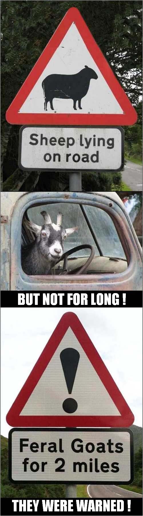 Evil Feral Goats ? | image tagged in sheep,goats,evil | made w/ Imgflip meme maker