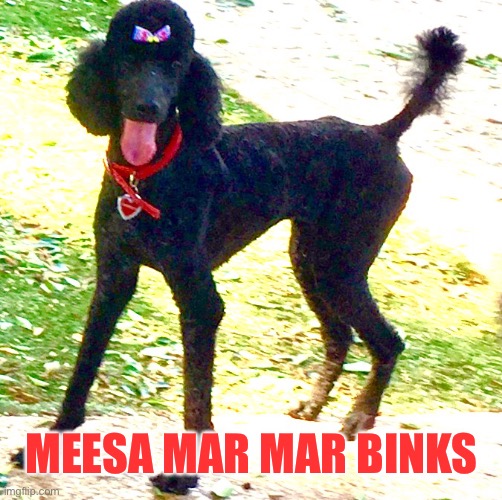 MEESA MAR MAR BINKS | image tagged in marley poodle | made w/ Imgflip meme maker