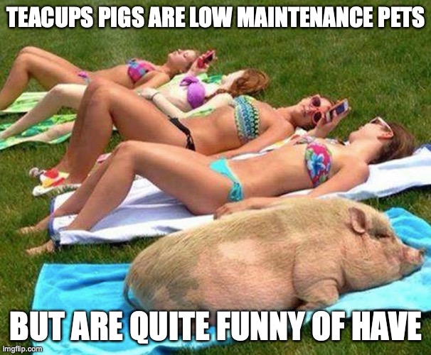 Pet Pig | TEACUPS PIGS ARE LOW MAINTENANCE PETS; BUT ARE QUITE FUNNY OF HAVE | image tagged in pig,pet,memes | made w/ Imgflip meme maker