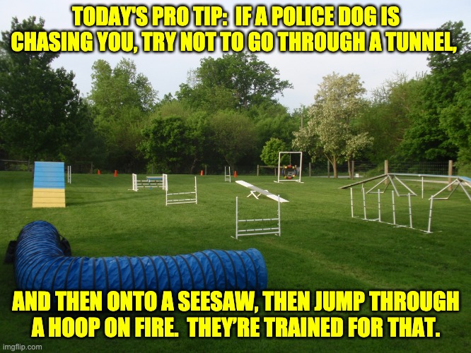 Police Dog | TODAY'S PRO TIP:  IF A POLICE DOG IS CHASING YOU, TRY NOT TO GO THROUGH A TUNNEL, AND THEN ONTO A SEESAW, THEN JUMP THROUGH A HOOP ON FIRE.  THEY’RE TRAINED FOR THAT. | image tagged in police dogs | made w/ Imgflip meme maker
