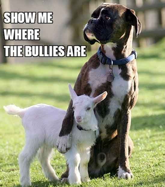 image tagged in animals,dogs
