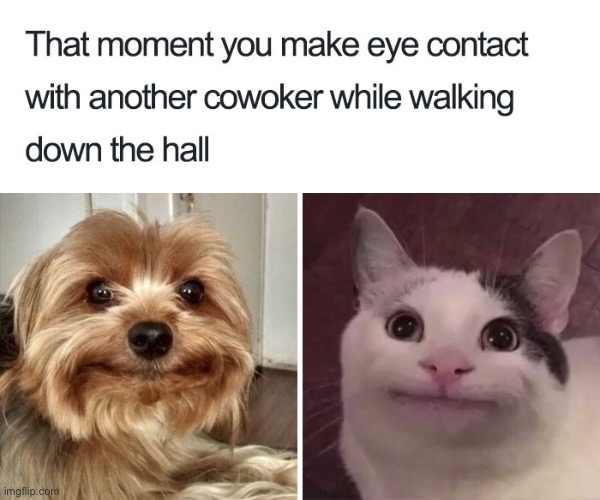 True | image tagged in work | made w/ Imgflip meme maker