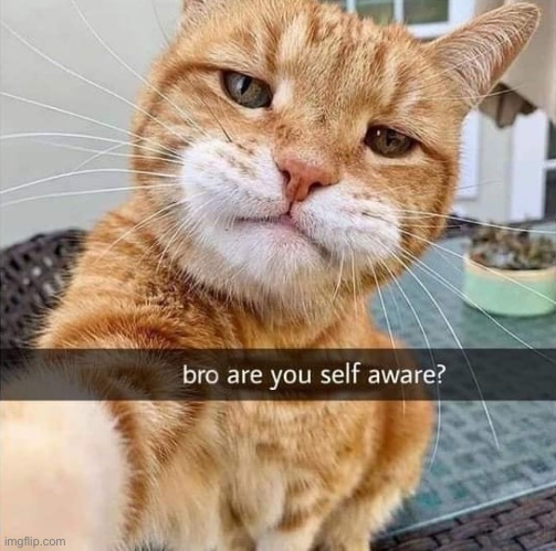 Sarcastic philosocat | image tagged in bro are you self-aware,sarcastic,cat,philosophy,selfie,new template | made w/ Imgflip meme maker