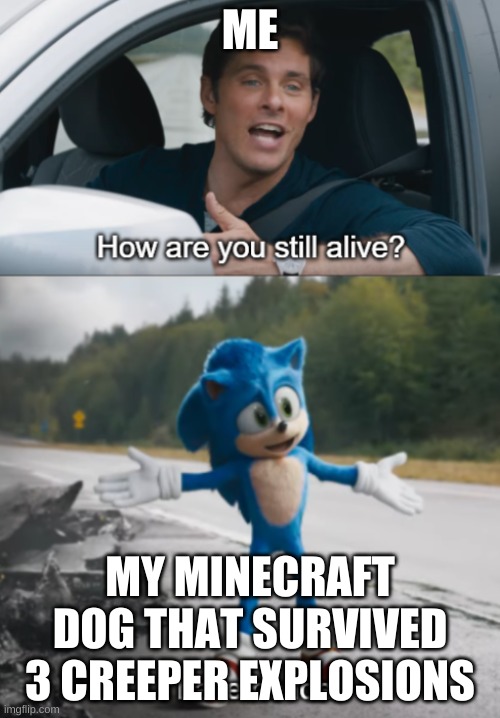 Sonic : How are you still alive | ME; MY MINECRAFT DOG THAT SURVIVED 3 CREEPER EXPLOSIONS | image tagged in sonic how are you still alive | made w/ Imgflip meme maker