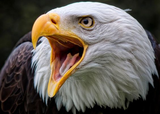 High Quality eagle Blank Meme Template