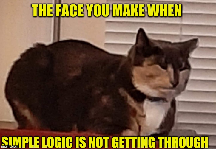 Annoyed cat | THE FACE YOU MAKE WHEN; SIMPLE LOGIC IS NOT GETTING THROUGH | image tagged in annoyed cat | made w/ Imgflip meme maker