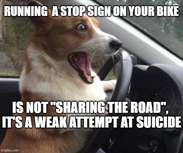 that bicyclist ran the stop sign and made me drop my razor into my coffee! | RUNNING  A STOP SIGN ON YOUR BIKE; IS NOT "SHARING THE ROAD", 
IT'S A WEAK ATTEMPT AT SUICIDE | image tagged in dog driving,bicycle,stop,share the road,car,courtesy | made w/ Imgflip meme maker