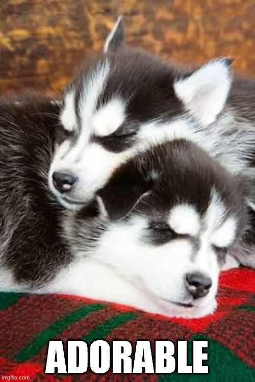 Huskies snuggling | ADORABLE | image tagged in huskies snuggling | made w/ Imgflip meme maker