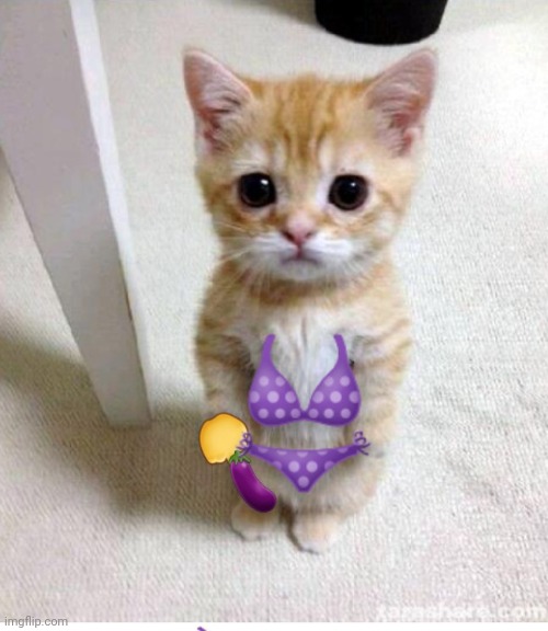 image tagged in sex cat | made w/ Imgflip meme maker