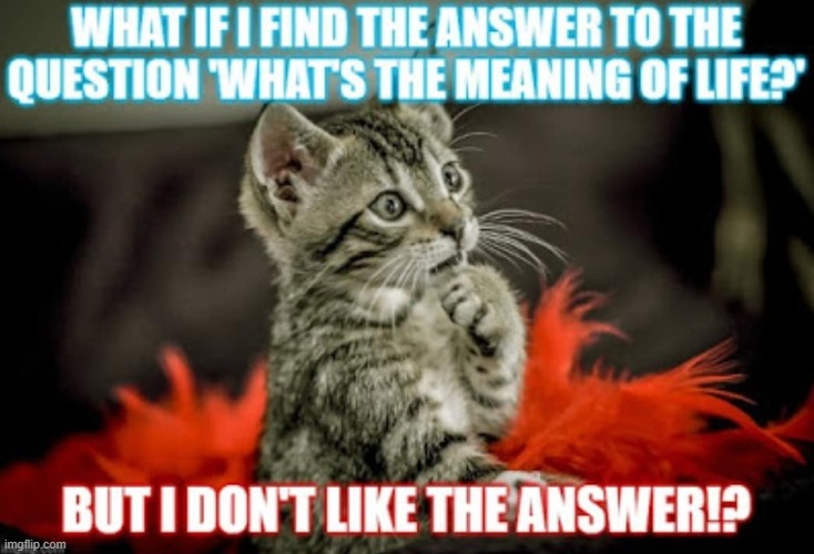 What if you find the answer to the meaning of life? | image tagged in the meaning of life,lolcat,question | made w/ Imgflip meme maker