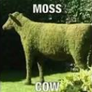 High Quality Moss Cow Blank Meme Template