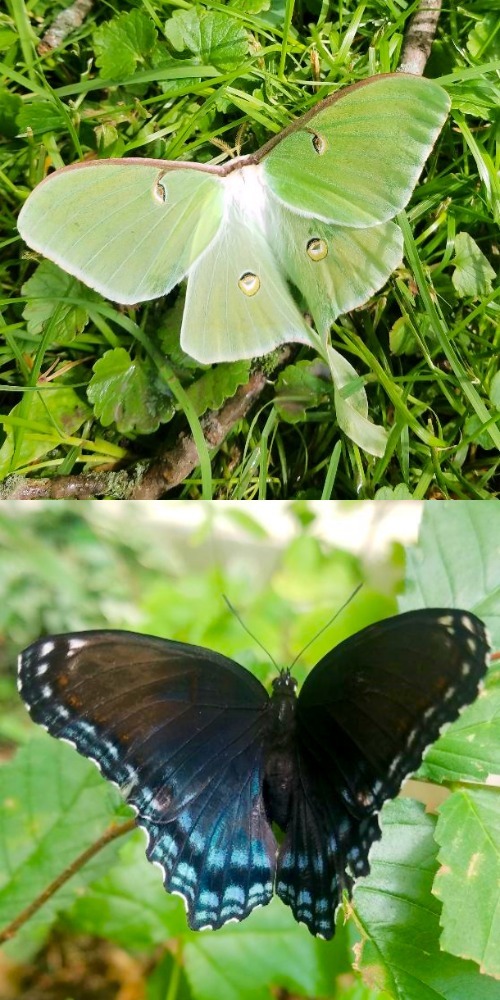 Luna Moth & Butterfly | image tagged in memes,butterflies,nature,photography,photos | made w/ Imgflip meme maker