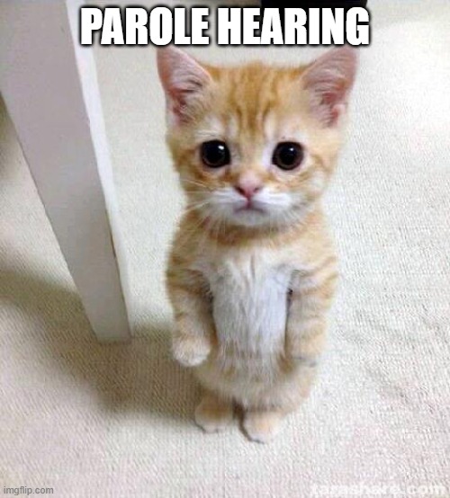 Cute Cat | PAROLE HEARING | image tagged in memes,cute cat | made w/ Imgflip meme maker
