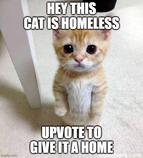 A cute trend | HEY THIS CAT IS HOMELESS; UPVOTE TO GIVE IT A HOME | image tagged in memes,cute cat,trend | made w/ Imgflip meme maker