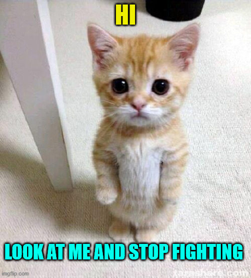 Cute Cat | HI; LOOK AT ME AND STOP FIGHTING | image tagged in memes,cute cat | made w/ Imgflip meme maker