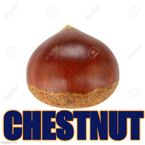 CHESTNUT |  CHESTNUT | image tagged in chestnut | made w/ Imgflip meme maker