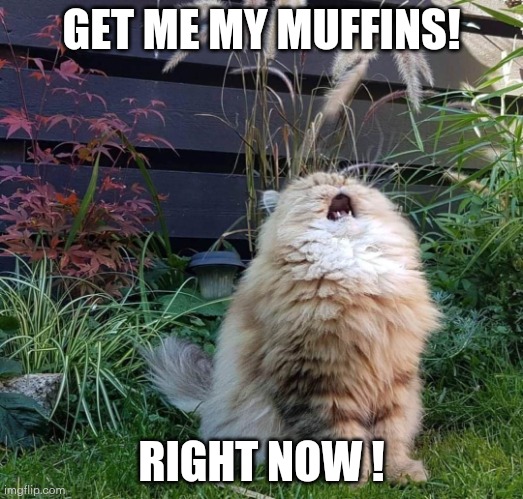 Screams into the void | GET ME MY MUFFINS! RIGHT NOW ! | image tagged in screams into the void | made w/ Imgflip meme maker
