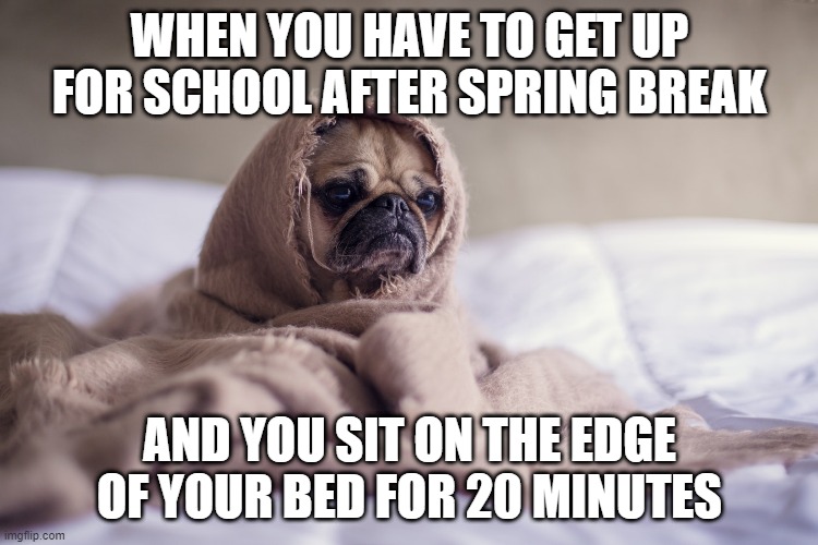 monday after spring break | WHEN YOU HAVE TO GET UP FOR SCHOOL AFTER SPRING BREAK; AND YOU SIT ON THE EDGE OF YOUR BED FOR 20 MINUTES | image tagged in yoda pug | made w/ Imgflip meme maker