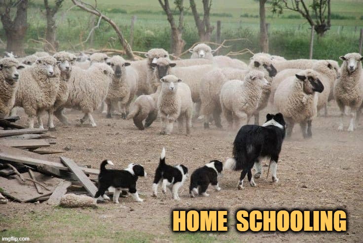 School's Out...side | HOME  SCHOOLING | image tagged in funny animals,home school,dogs,sheep | made w/ Imgflip meme maker