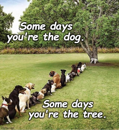 Dog vs. Tree | Some days you're the dog. Some days you're the tree. | image tagged in dogs,life | made w/ Imgflip meme maker