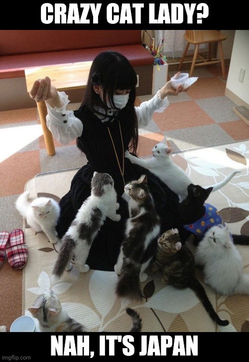 CATS | CRAZY CAT LADY? NAH, IT'S JAPAN | image tagged in cats,funny cats | made w/ Imgflip meme maker