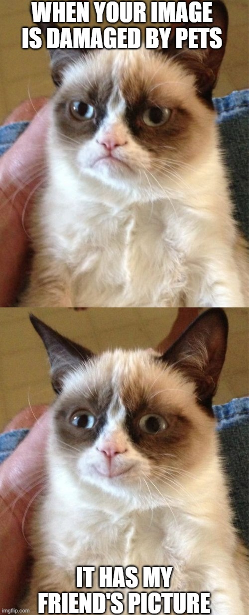 GRUMPY CAT HAPPY | WHEN YOUR IMAGE IS DAMAGED BY PETS; IT HAS MY FRIEND'S PICTURE | image tagged in memes,grumpy cat,grumpy cat happy | made w/ Imgflip meme maker