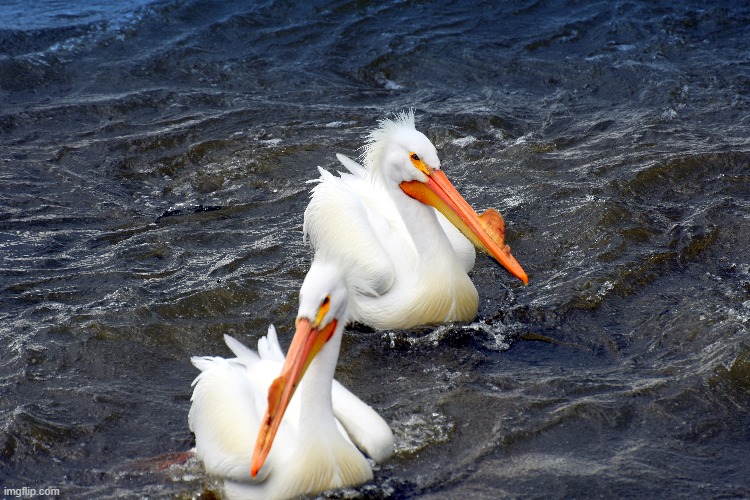 pelicans are back it's spring! | image tagged in spring,pelicans | made w/ Imgflip meme maker