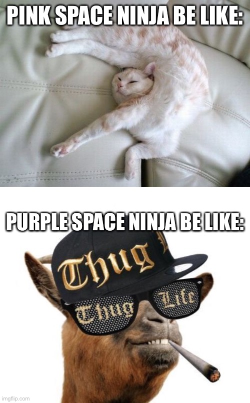Ninjala be like | PINK SPACE NINJA BE LIKE:; PURPLE SPACE NINJA BE LIKE: | image tagged in acrobatic cat,thug life camel | made w/ Imgflip meme maker