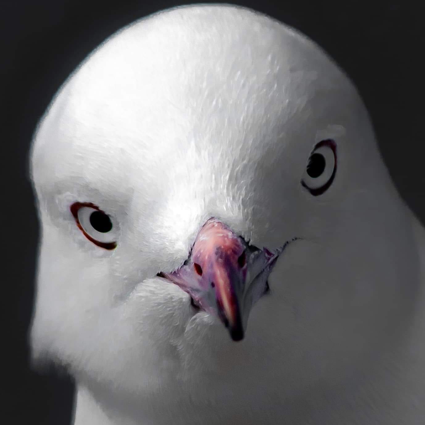 High Quality Fuq You Thinkin' Pigeon Blank Meme Template