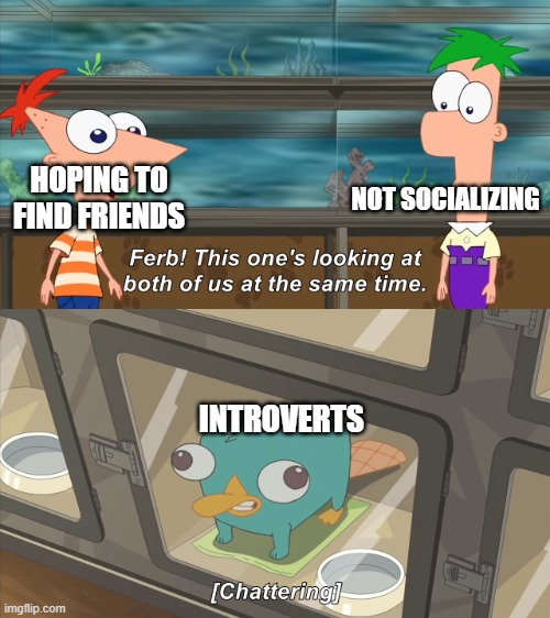 phineas and ferb | HOPING TO FIND FRIENDS NOT SOCIALIZING INTROVERTS | image tagged in phineas and ferb | made w/ Imgflip meme maker