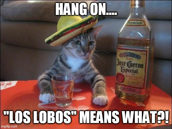 Tequila Cat | HANG ON.... "LOS LOBOS" MEANS WHAT?! | image tagged in tequila cat,memes | made w/ Imgflip meme maker