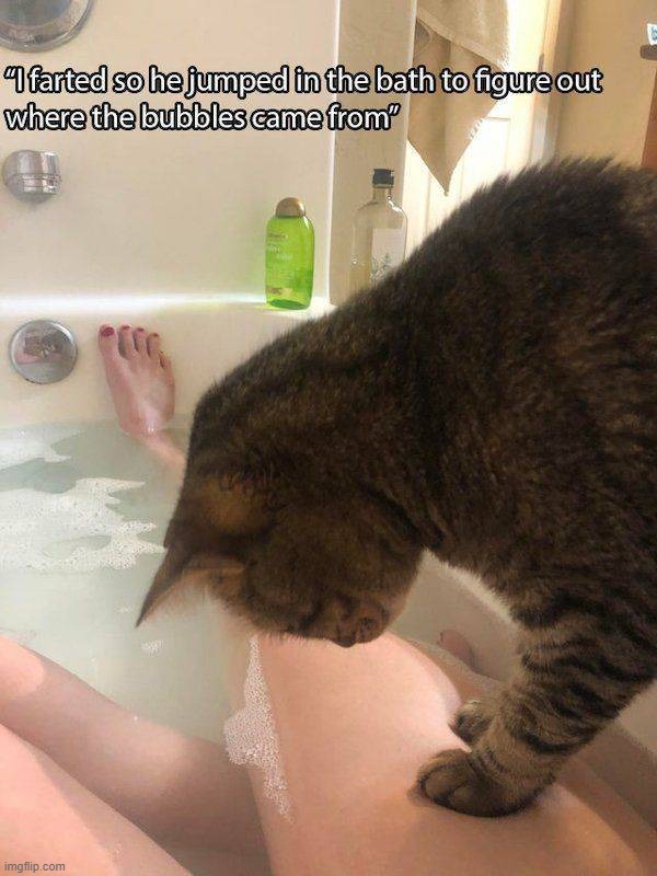 image tagged in cats | made w/ Imgflip meme maker