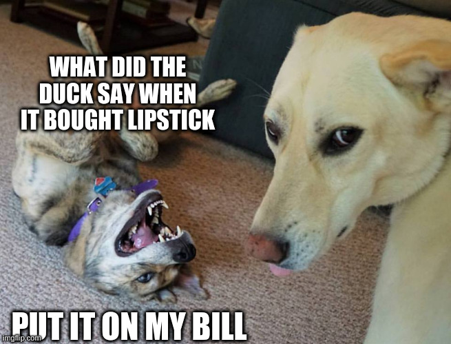 Bad Joke Dog |  WHAT DID THE DUCK SAY WHEN IT BOUGHT LIPSTICK; PUT IT ON MY BILL | image tagged in bad joke dog | made w/ Imgflip meme maker