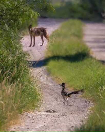 High Quality Coyote & Roadrunner Blank Meme Template