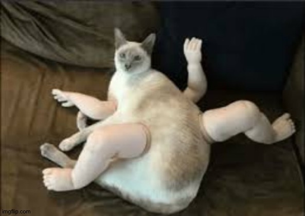 Beanbag cat | made w/ Imgflip meme maker