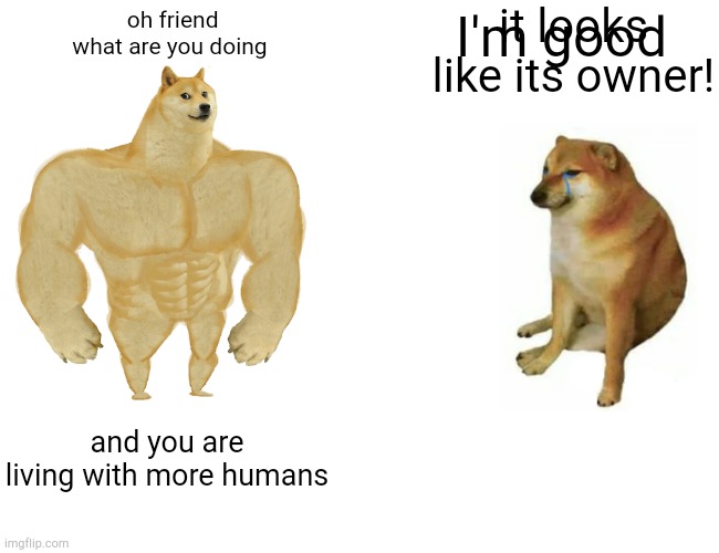Buff Doge vs. Cheems | it looks like its owner! oh friend what are you doing; I'm good; and you are living with more humans | image tagged in memes,buff doge vs cheems | made w/ Imgflip meme maker