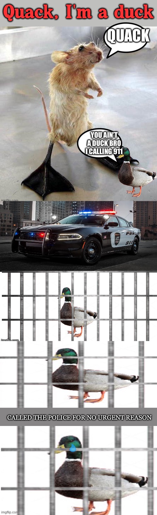 I give most of the credit to who_am_i | image tagged in duck,quack,911,help,police,reason | made w/ Imgflip meme maker