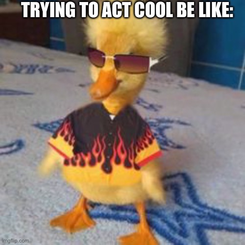 TRYING TO ACT COOL BE LIKE: | image tagged in funny,animals,funny animals | made w/ Imgflip meme maker