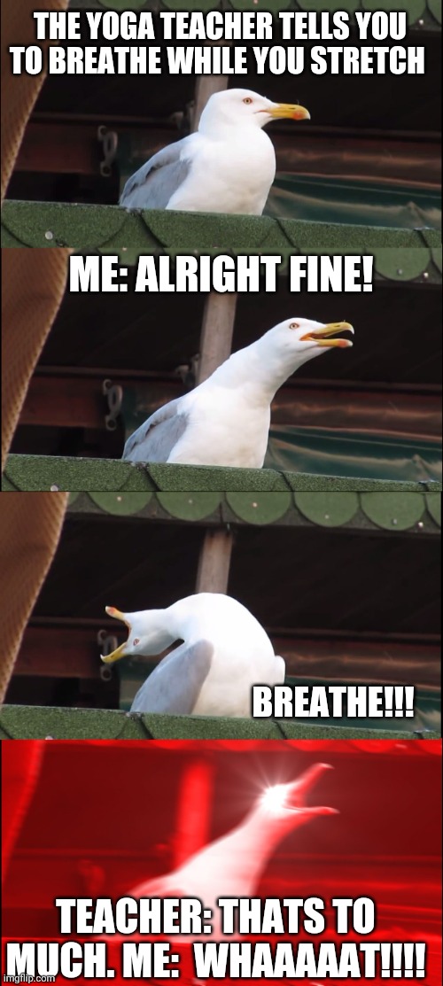 Yoga seagull | THE YOGA TEACHER TELLS YOU TO BREATHE WHILE YOU STRETCH; ME: ALRIGHT FINE! BREATHE!!! TEACHER: THATS TO MUCH. ME:  WHAAAAAT!!!! | image tagged in memes,inhaling seagull | made w/ Imgflip meme maker