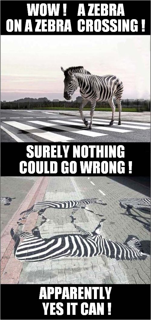 Zebra Crossing Danger ! | WOW !    A ZEBRA ON A ZEBRA  CROSSING ! SURELY NOTHING COULD GO WRONG ! APPARENTLY  YES IT CAN ! | image tagged in zebra,crossing,dark humour | made w/ Imgflip meme maker