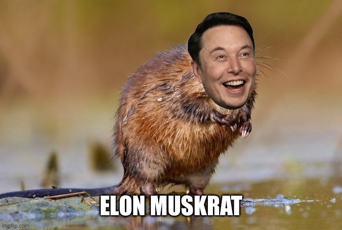 LMAO | ELON MUSKRAT | image tagged in memes,elon musk,wtf | made w/ Imgflip meme maker