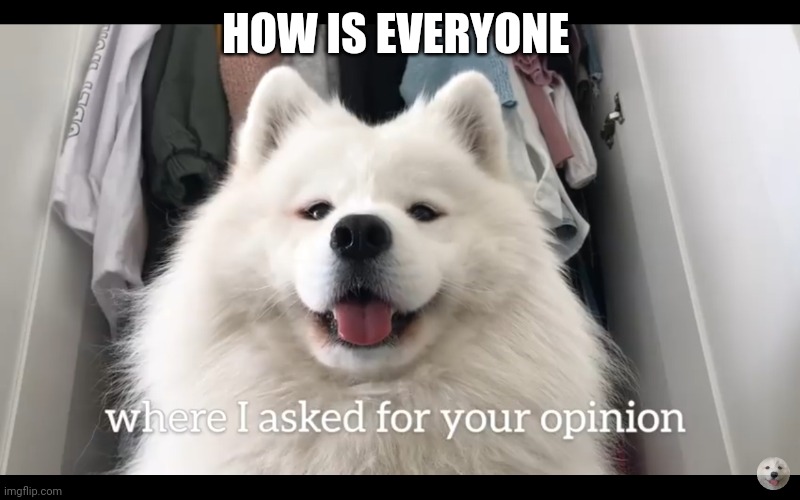 Doggo who asked | HOW IS EVERYONE | image tagged in doggo who asked | made w/ Imgflip meme maker