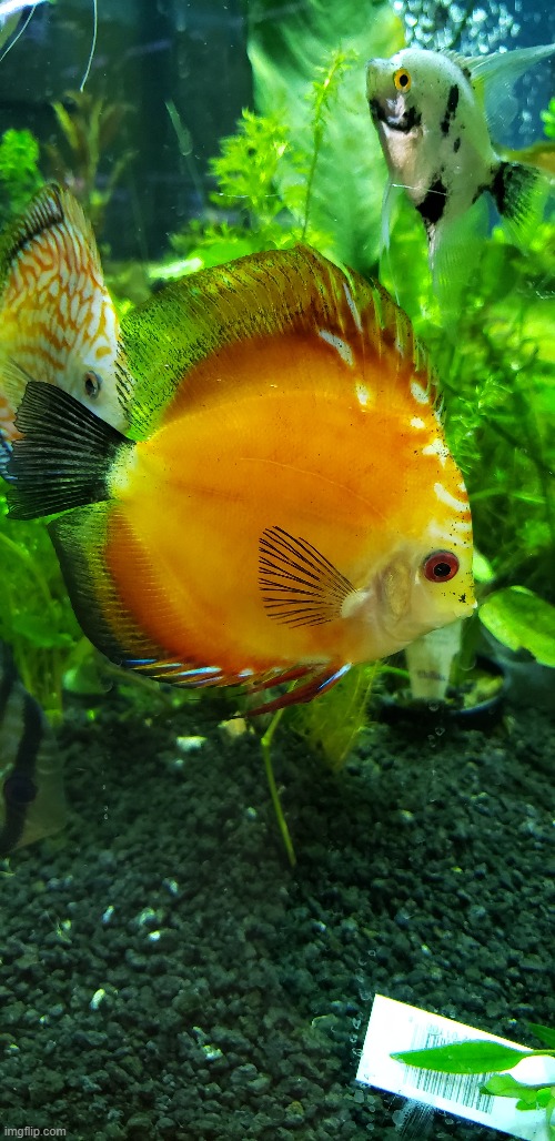 went to a pet shop and took photos | made w/ Imgflip meme maker