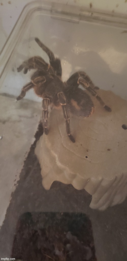 pet shop photo 2 | made w/ Imgflip meme maker