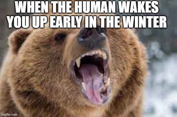 WHEN THE HUMAN WAKES YOU UP EARLY IN THE WINTER | image tagged in angry bear | made w/ Imgflip meme maker