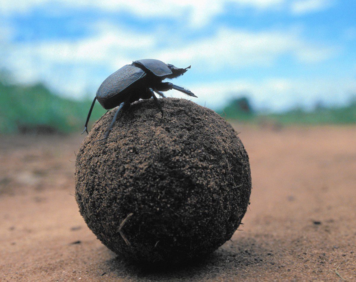 Dung Beetle Pushing Poop Blank Meme Template