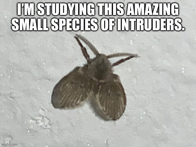 Kinda looks like a moth if you ask me. | I’M STUDYING THIS AMAZING SMALL SPECIES OF INTRUDERS. | made w/ Imgflip meme maker