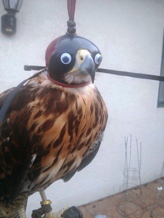 Googly Eye Falcon Blank Meme Template