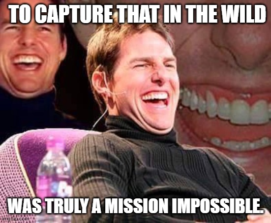Tom Cruse laughing | TO CAPTURE THAT IN THE WILD WAS TRULY A MISSION IMPOSSIBLE. | image tagged in tom cruse laughing | made w/ Imgflip meme maker