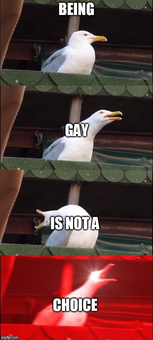 Its not |  BEING; GAY; IS NOT A; CHOICE | image tagged in segull scream,lgbt,not a choice | made w/ Imgflip meme maker